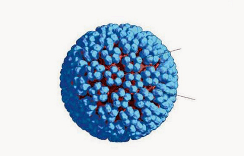HPV 3D-mudel